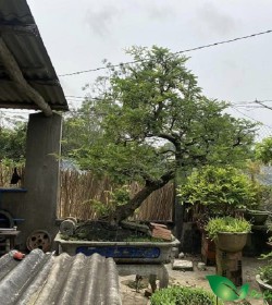 cây me bonsai trồng trước nhà