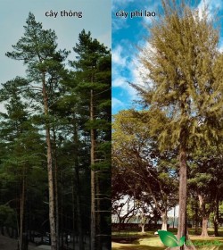 Sự khác nhau giữa cây thông và cây phi lao