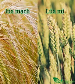 Lúa mì và lúa mạch