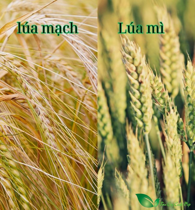 Lúa mì và lúa mạch