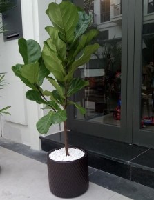 cây bàng singapore 3 nhánh
