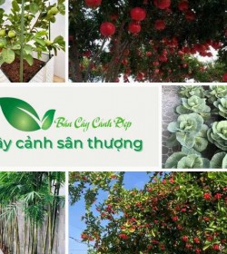 cây cảnh sân thượng