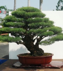 cây dương bonsai
