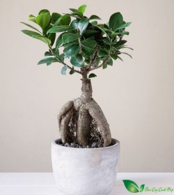 Bonsai Mini