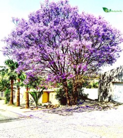 cây jacaranda