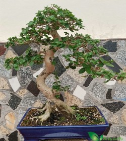 cây sam hương bonsai