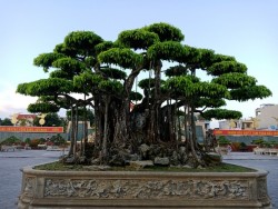 cây bonsai triệu đô