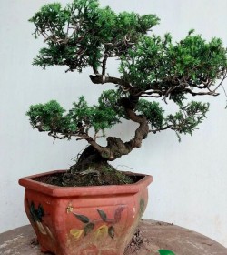 cây tùng cối bonsai