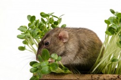 chuột ăn cây