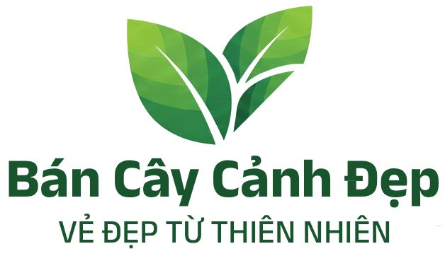Website chuyên bán cây cảnh đẹp tại Vĩnh Long
