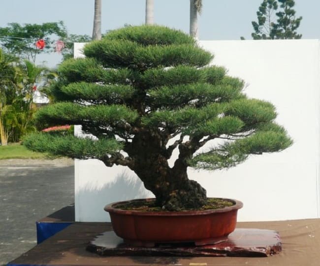 cây dương bonsai