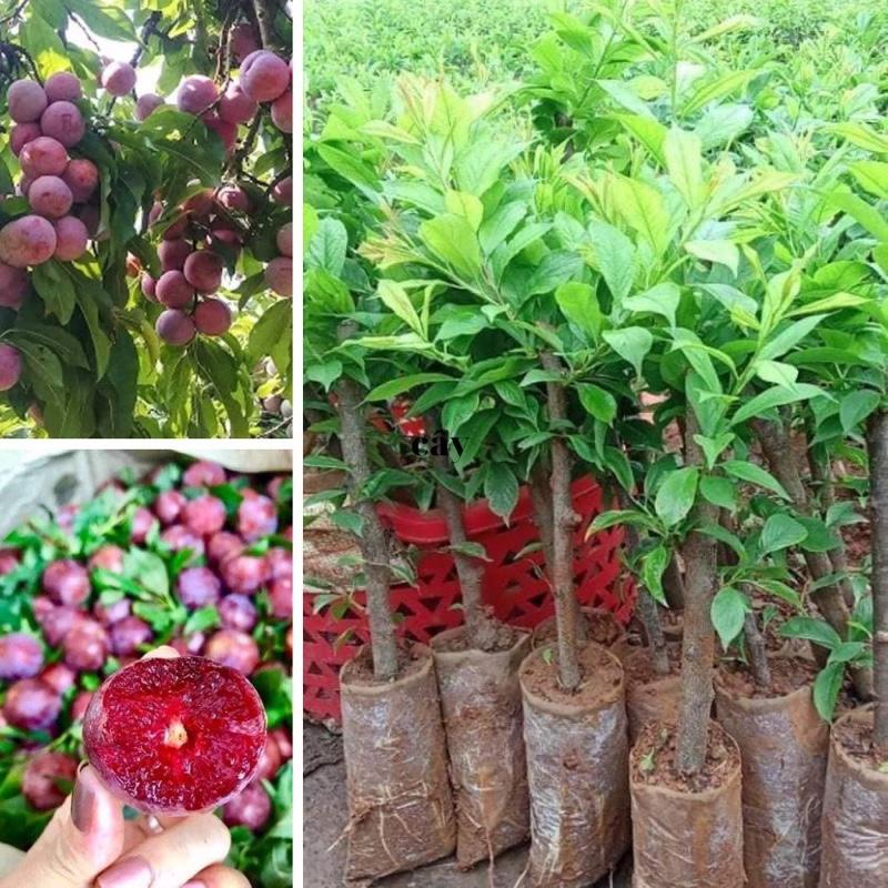 Cây Giống Mận Hậu Sơn La
