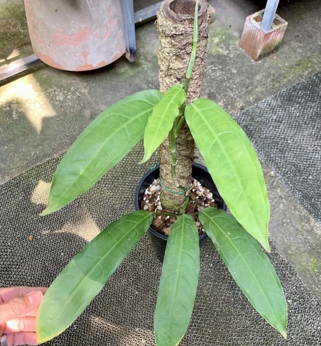 Cây Monstera Obliqua Amazonas