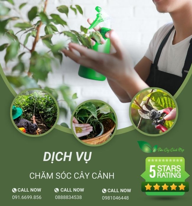 dịch vụ chăm sóc cây cảnh