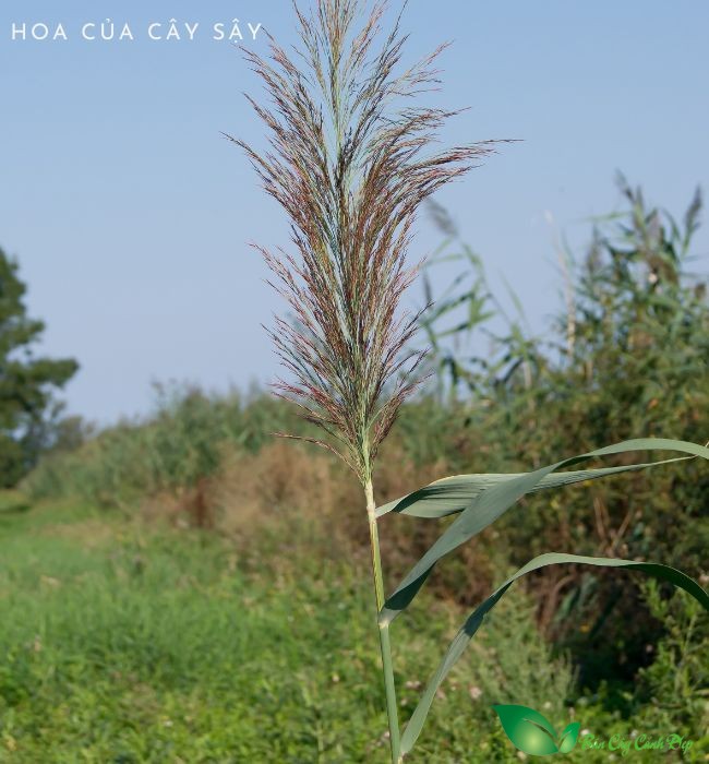 Hoa cây sậy