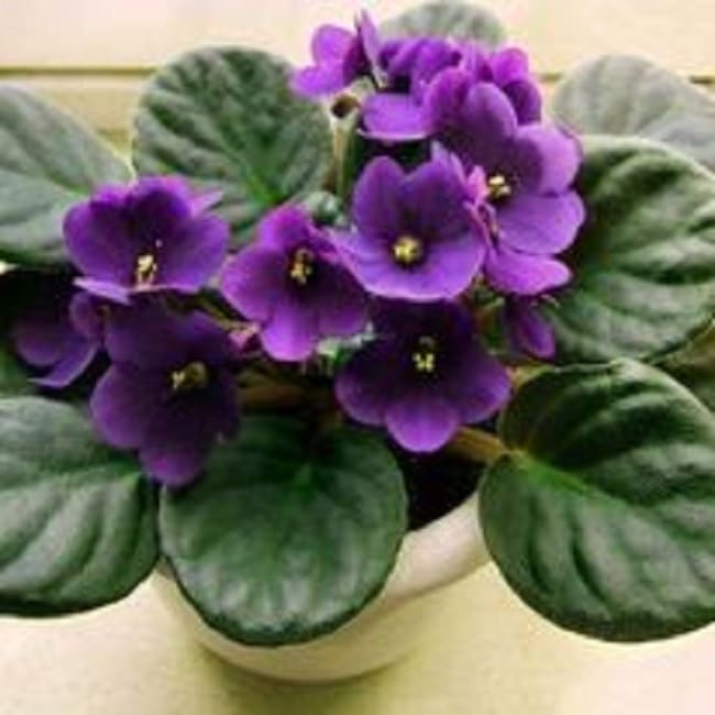 hoa violet