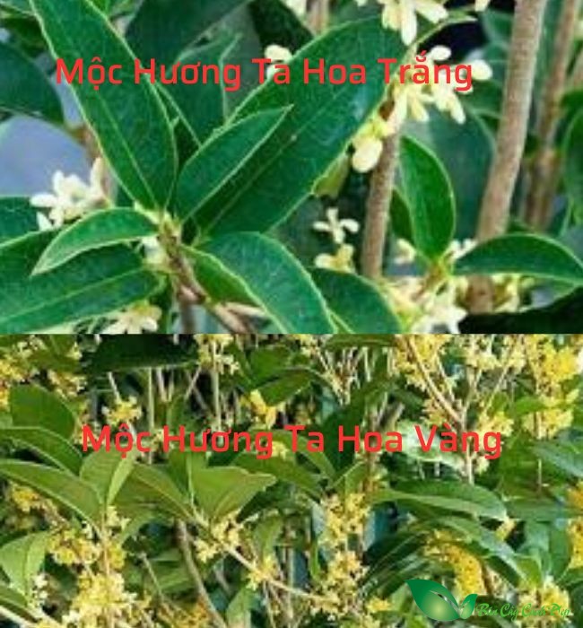 Mộc Hương Ta Hoa Trắng và Hoa Vàng