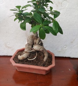 cây si bonsai C10