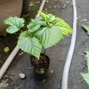 Cây Bạch Đồng Nữ