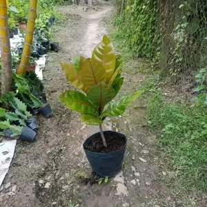 Cây Bàng Vuông Trường Sa 80cm-1m