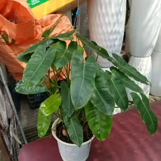 Cây Trầu Bà Tỷ Phú Lá Dài