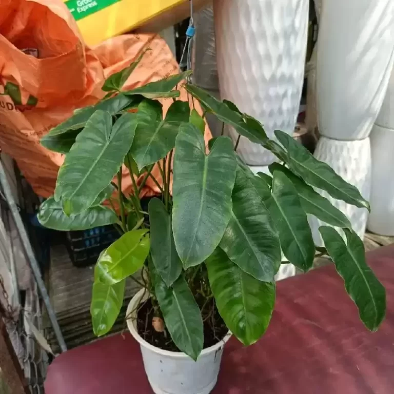 Cây Trầu Bà Tỷ Phú Lá Dài