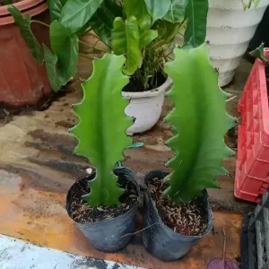 Cây Xương Rồng 3 Cạnh