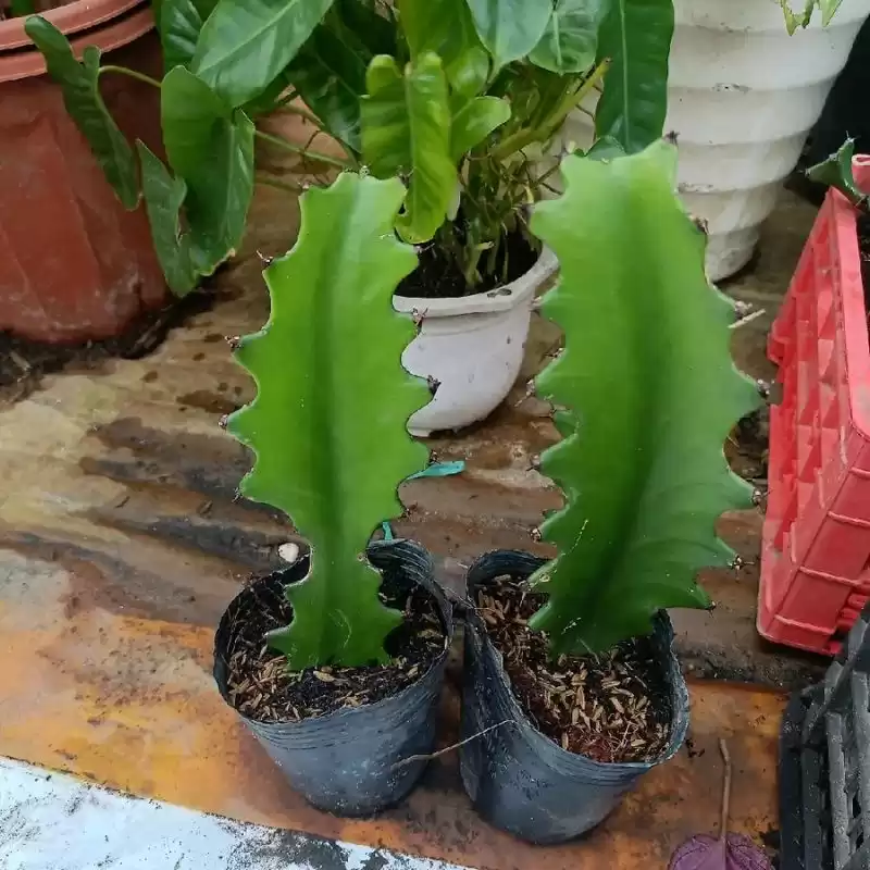Cây Xương Rồng 3 Cạnh