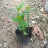Chậu Cây Thạch Anh 2-3 cây