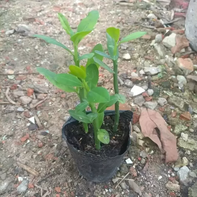 Chậu Cây Thạch Anh 2-3 cây