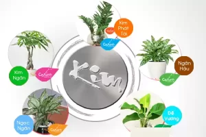 cây cảnh cho người mệnh kim