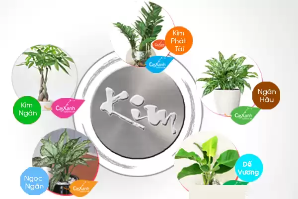 cây cảnh cho người mệnh kim