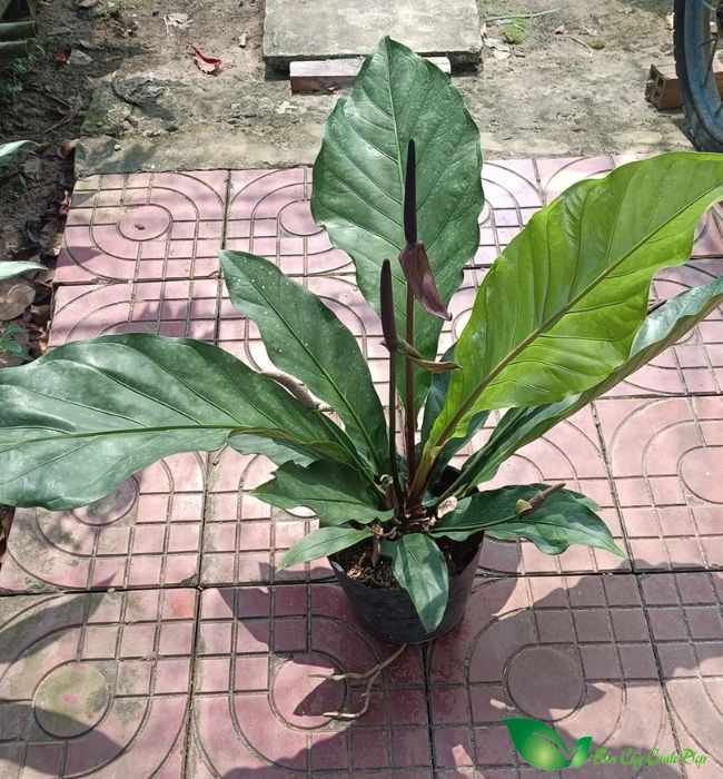 Anthurium hookeri