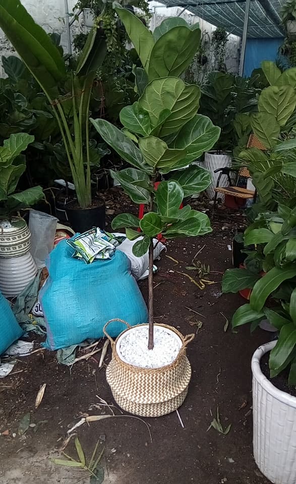 Bàng singapore đặt trong giỏ mây