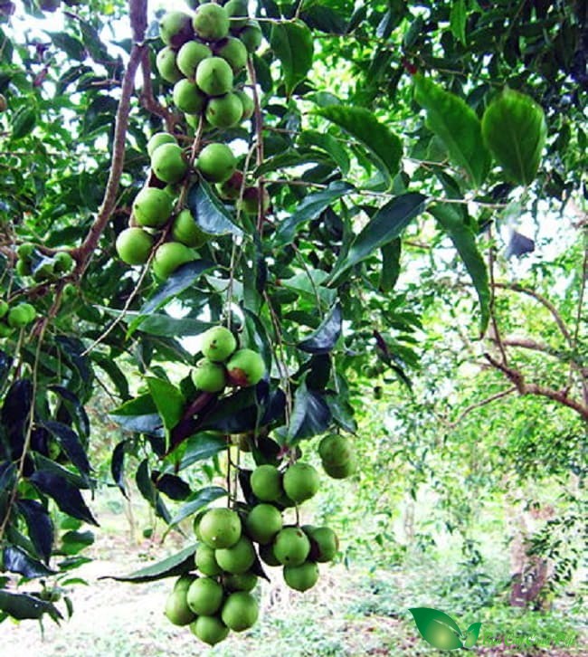 Bồ Quân