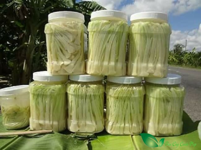 bồn bồn làm muối chua