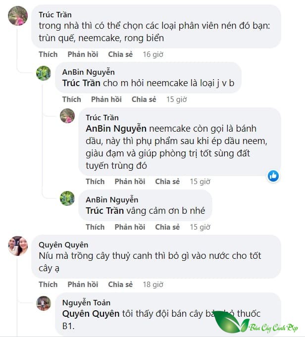 bón nén và nước thủy canh chồng cho cây trong nhà