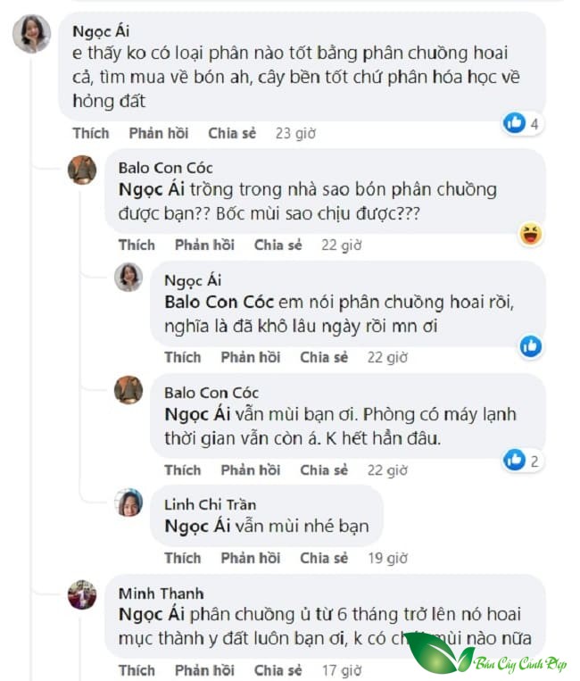 bón phân chồng cho cây trong nhà