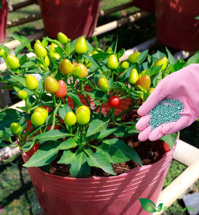 Bón phân NPK cho cây ớt