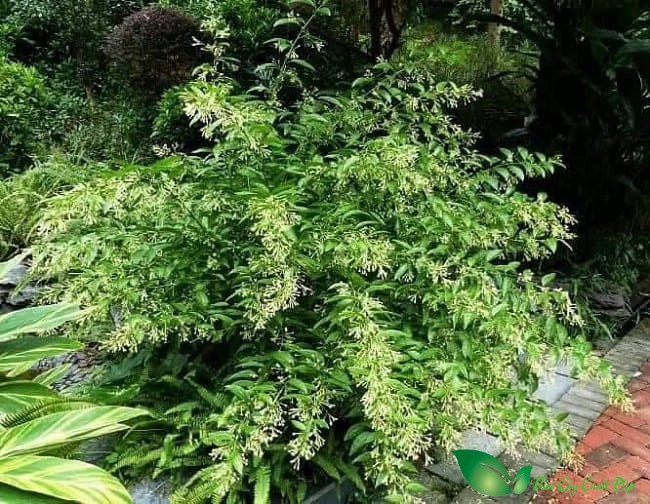 Bụi Cây Dạ lý hương