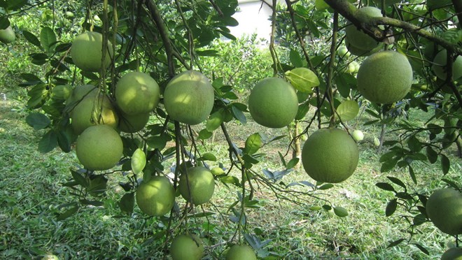buoi doan hung