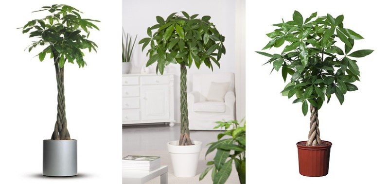 các mẫu cây kim ngân đặt văn phòng
