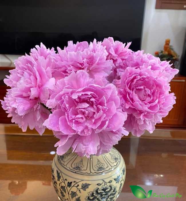 cắm hoa mẫu đơn Peony