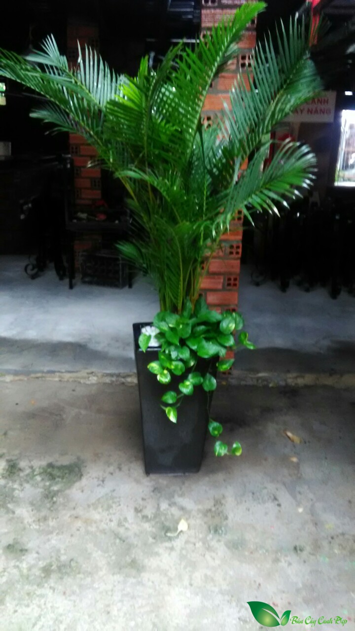 cau vang trang tri quan cafe