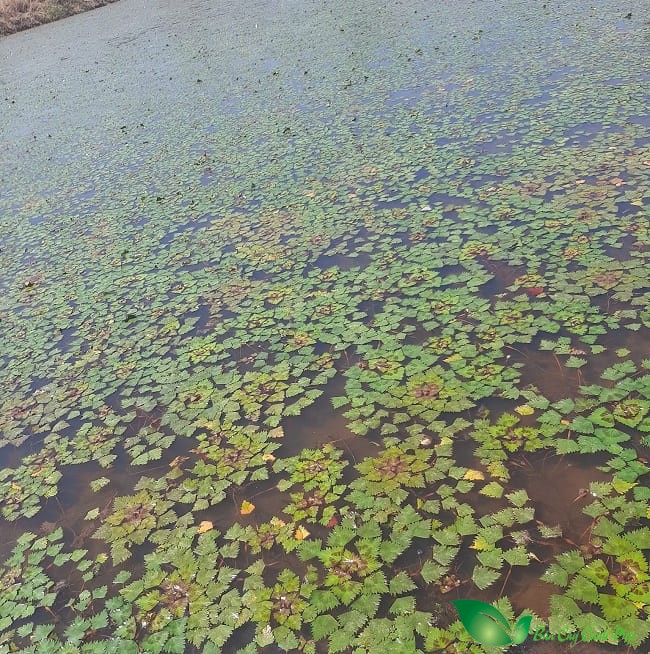 Cây ấu