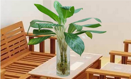 cây bạch mã hoàng tử để bàn