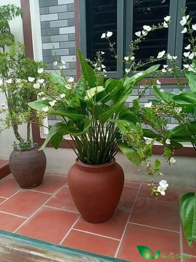 cây bách thủy tiên