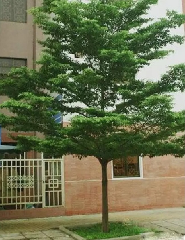 Cây bàng đài loan