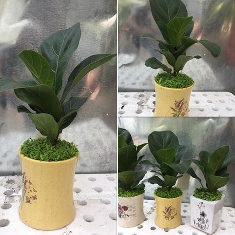 cây bàng singapore mini
