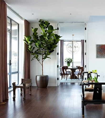 cây bàng singapore nhiều nhánh